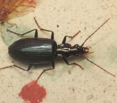 Dyscolus sp. 2 (Coleoptera, Carabidae) - Bioexploradores
