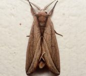 Hemiceras sp. 3 (Lepidoptera, Notodontidae) - Bioexploradores