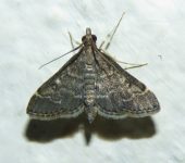Steniodes sp. 1 (Lepidoptera, Crambidae) - Bioexploradores