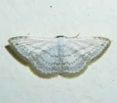 Idaea sp. 4 (Lepidoptera, Geometridae) - Bioexploradores