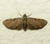 Eupithecia sp. 2 (Lepidoptera, Geometridae) - Bioexploradores