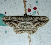 Anavitrinella sp. (Lepidoptera, Geometridae) - Bioexploradores