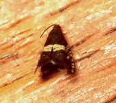 Grapholita sp. 1 (Lepidoptera, Tortricidae) - Bioexploradores