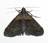 Hydrillodes sp. 1 (Lepidoptera, Erebidae) - Bioexploradores