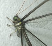 Haploglenius sp. 1 (Neuroptera, Myrmeleontidae) - Bioexploradore