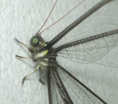 Haploglenius sp. 1 Haploglenius sp. 1 (Neuroptera, Myrmeleontidae) - Bioexploradore