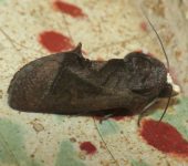 Gonodonta sp. 3 (Lepidoptera, Erebidae) - Bioexploradores