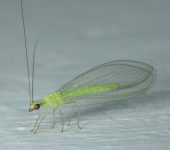 Crisopa verde / Chrysoperla sp. (Neuroptera, Chrysopidae) - Bioe