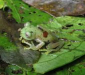 Rana de cristal / Nymphargus sp. 1 (Anura, Centrolenidae) - Bioe