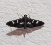 Desmia sp. 1 (Lepidoptera, Crambidae) - Bioexploradores
