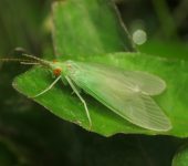 Leptonema sp. Leptonema sp. (Trichoptera, Hydropsychidae) - Bioexploradores