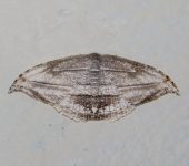 Morphomima sp. (Lepidoptera, Uraniidae) - Bioexploradores
