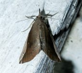 Hypena sp. 2 (Lepidoptera, Erebidae) - Bioexploradores
