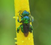 Abeja met.lica de las orqu.deas / Euglossa sp. (Hymenoptera, Api