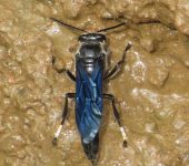 Avispa cazadora de ara.as / Trypoxylon sp. (Hymenoptera, Crabron