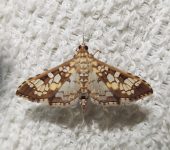 Samea sp. 1 (Lepidoptera, Crambidae) - Bioexploradores