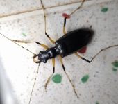 Oxycheila aquatica (Coleoptera, Cicindelidae) - Bioexploradores