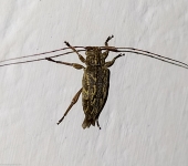 Atrypanius sp. (Coleoptera, Cerambycidae) - Bioexploradores
