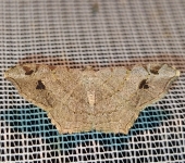 Polilla angulada / Macaria sp. 4 (Lepidoptera, Geometridae) - Bi