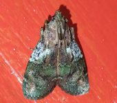 Macalla sp. Macalla sp. (Lepidoptera, Pyralidae) - Bioexploradores