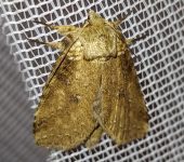 Drugera sp. (Lepidoptera, Notodontidae) - Bioexploradores