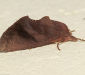Hemiceras sp. 1 (Lepidoptera, Notodontidae) - Bioexploradores