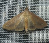 Polilla de las calabazas / Diaphania sp. 3 (Lepidoptera, Crambid