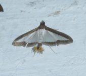 Polilla de las calabazas / Diaphania sp. 4 (Lepidoptera, Crambid