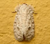 Tiquadra sp. (Lepidoptera, Tineidae) - Bioexploradores
