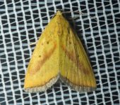 Marimatha sp. 2 (Lepidoptera, Noctuidae) - Bioexploradores