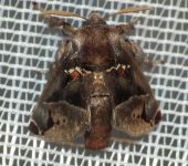 Semyra sp. 2 (Lepidoptera, Limacodidae) - Bioexploradores