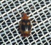 Lebia sp. 1 (Coleoptera, Carabidae) - Bioexploradores