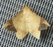 Polilla angulada / Macaria sp. 2 (Lepidoptera, Geometridae) - Bi