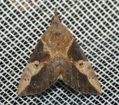 Hypena sp. 4 (Lepidoptera, Erebidae) - Bioexploradores