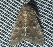 Perigea sp. (Lepidoptera, Noctuidae) - Bioexploradores