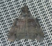Lascoria sp. 3 (Lepidoptera, Erebidae) - Bioexploradores