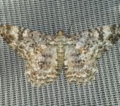 Epimecis sp. (Lepidoptera, Geometridae) - Bioexploradores