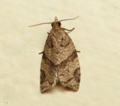 Clepsis sp. 2 (Lepidoptera, Tortricidae) - Bioexploradores