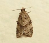 Clepsis sp. 2 Clepsis sp. 2 (Lepidoptera, Tortricidae) - Bioexploradores