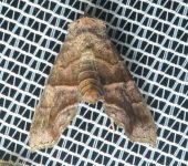 Cecharismena sp. 2 (Lepidoptera, Erebidae) - Bioexploradores