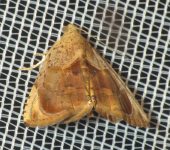 Eulepidotis sp. 5 (Lepidoptera, Erebidae) - Bioexploradores