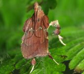 Galasa sp. Galasa sp. (Lepidoptera, Pyralidae) - Bioexploradores