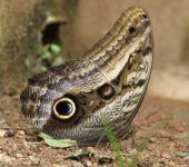 Caligo sp. Mariposa b.ho / Caligo sp. (Lepidoptera, Nymphalidae) - Bioexplo