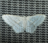 Idaea sp. 5 (Lepidoptera, Geometridae) - Bioexploradores