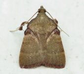 Condylolomia sp. Condylolomia sp. (Lepidoptera, Pyralidae) - Bioexploradores
