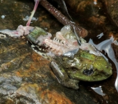 Rana de lluvia / Pristimantis sp. 3 (Anura, Strabomantidae) - Bi