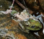 Rana de lluvia / Pristimantis sp. 3 (Anura, Strabomantidae) - Bi