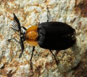 Cladodes sp. 1 (Coleoptera, Lampyridae) - Bioexploradores