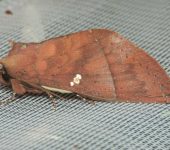 Hapigia sp. (Lepidoptera, Notodontidae) - Bioexploradores