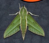 Polilla esfinge / Xylophanes sp. 1 (Lepidoptera, Sphingidae) - B